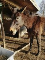Te lease aangeboden met verplaatsing, Dieren en Toebehoren, Maart, Mannelijk