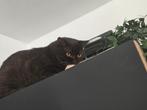 korthaar britse  kater jaar oud, Dieren en Toebehoren, Katten en Kittens | Raskatten | Korthaar, Kater, Gechipt, 0 tot 2 jaar
