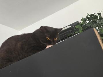 korthaar britse  kater jaar oud  beschikbaar voor biedingen