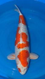 Kujaku Momotaro Female 65 cm, Dieren en Toebehoren