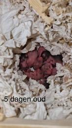 Baby goudhamsters, Dieren en Toebehoren, Hamster, Januari, Meerdere dieren, Tam