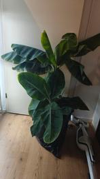 Banaan, Huis en Inrichting, Ophalen, Halfschaduw, Minder dan 100 cm