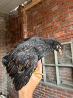 Toom Barnevelders dubbelgezoomd goud, Dieren en Toebehoren, Pluimvee, Geslacht onbekend, Kip