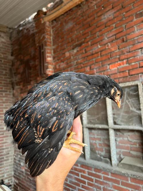 Toom Barnevelders dubbelgezoomd goud, Dieren en Toebehoren, Pluimvee, Kip, Geslacht onbekend