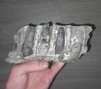 Zeldzaam Sarcosuchus Imperator Kaak Fossiel, Verzamelen, Mineralen en Fossielen, Ophalen of Verzenden, Fossiel