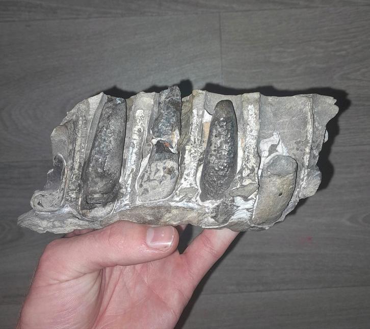 Zeldzaam Sarcosuchus Imperator Kaak Fossiel, Verzamelen, Mineralen en Fossielen, Fossiel, Ophalen of Verzenden