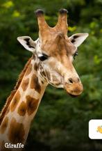 2x ticket Dierenpark Amersfoort /tm nov, Tickets en Kaartjes, Twee personen, Ticket of Toegangskaart