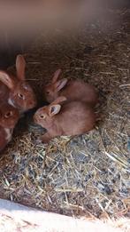Jonge konijnen, Dieren en Toebehoren, Konijnen, Meerdere dieren, Middelgroot, 0 tot 2 jaar