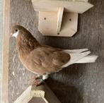 A'damse baardtuimelaars - 2 koppels in geel - Sierduiven, Meerdere dieren, Tuimelaar of Roller