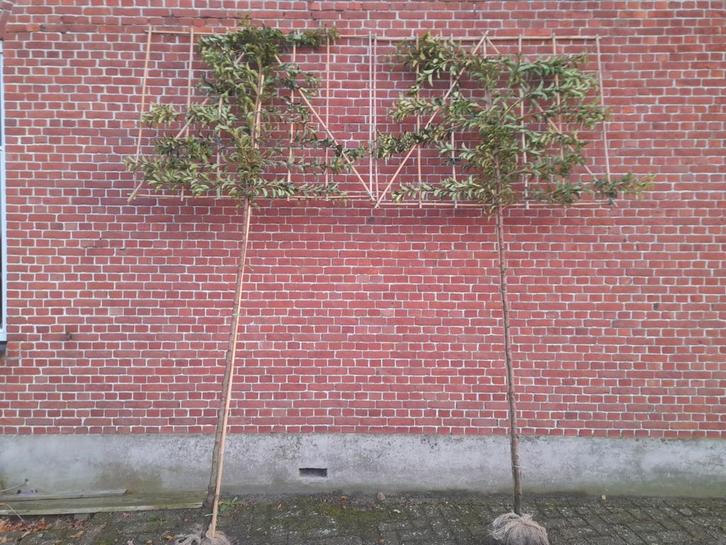 Portugese laurier leiboom, Tuin en Terras, Planten | Bomen, 100 tot 250 cm, Halfschaduw, Bloeit niet, Ophalen of Verzenden