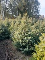 Te koop kerstbomen omorika, Tuin en Terras, Ophalen of Verzenden, Bloeit niet, Volle zon, Overige soorten