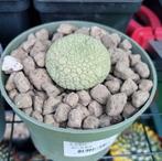 GROTE PSEUDOLITHOS MIGIURTINUS CACTUS PLANT, Huis en Inrichting, Kamerplanten, Ophalen of Verzenden, Cactus, Volle zon, Minder dan 100 cm