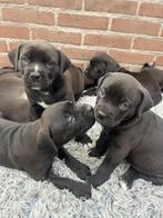 Boerboel x stafford pups, Dieren en Toebehoren, Honden | Bulldogs, Pinschers en Molossers, Rabiës (hondsdolheid), Overige rassen