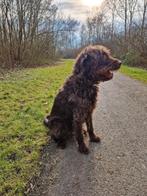 Labradoodle teef van 3,5 jaar, Parvo, Overige rassen, Teef, Eén hond