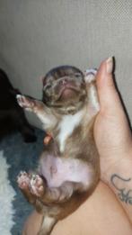 Nog 1 chocotan chihuahua reutje beschikbaar, Dieren en Toebehoren, Honden | Chihuahua's en Gezelschapshonden, CDV (hondenziekte)