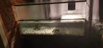 Waterschildpad verblijf 80 liter, Dieren en Toebehoren, Ophalen, Gebruikt, Terrarium of Paludarium
