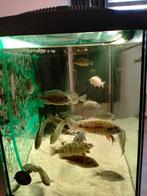 Malawi cichliden tekoop, Dieren en Toebehoren, Vissen | Aquariumvissen, Vis