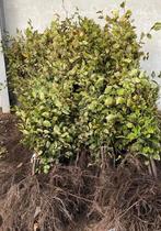 25 meter Beukenhaag Fagus sylvatica, Ophalen of Verzenden, Siergrassen, Volle zon