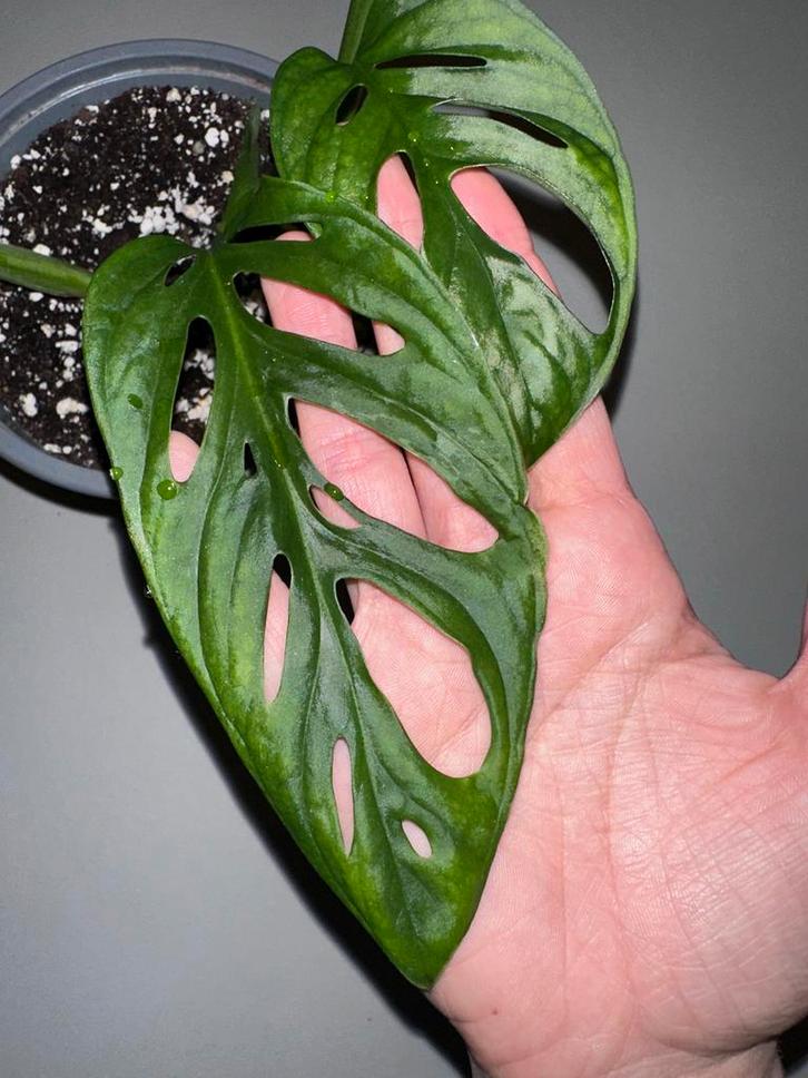 Monstera Adansonii Mint Stek, Huis en Inrichting, Kamerplanten, Overige soorten, Minder dan 100 cm, Groene kamerplant, Halfschaduw