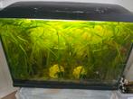 Aquarium 60cm, Dieren en Toebehoren, Ophalen, Gevuld zoetwateraquarium