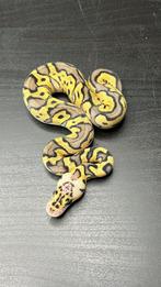 0.1 pastel clown het black axanthic (tsk), Dieren en Toebehoren, Reptielen en Amfibieën, Slang, Tam, 0 tot 2 jaar