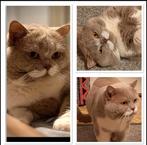 Britse korthaar dekkater lilac /wit met kampioens titel., Dieren en Toebehoren, Katten en Kittens | Dekkaters