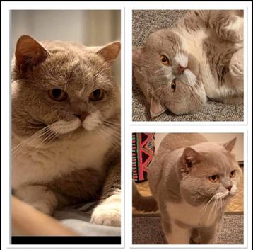 Britse korthaar dekkater lilac /wit met kampioens titel. beschikbaar voor biedingen