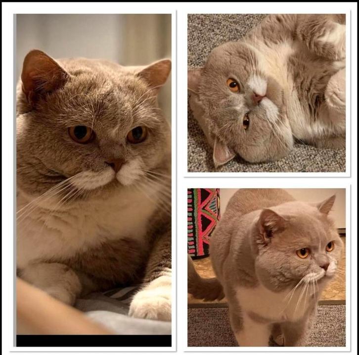 Britse korthaar dekkater lilac /wit met kampioens titel., Dieren en Toebehoren, Katten en Kittens | Dekkaters