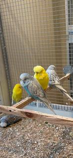 Engelse Grasparkieten van goede kwaliteit., Meerdere dieren, Parkiet