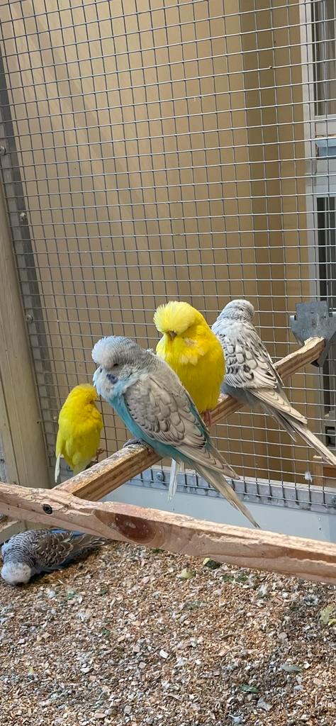 Engelse Grasparkieten van goede kwaliteit., Dieren en Toebehoren, Vogels | Parkieten en Papegaaien, Parkiet, Meerdere dieren