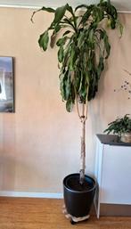 Mega grote kamerplant, Ophalen, Overige soorten, 200 cm of meer
