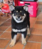 Shiba inu teefje - geteste ouders en stamboom, Dieren en Toebehoren, België, Fokker | Hobbymatig, Overige rassen, CDV (hondenziekte)
