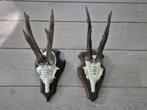 2 mooie ree geweien samen € 22 jacht mancave overkapping d31, Verzamelen, Ophalen of Verzenden, Hert, Gewei of Kop