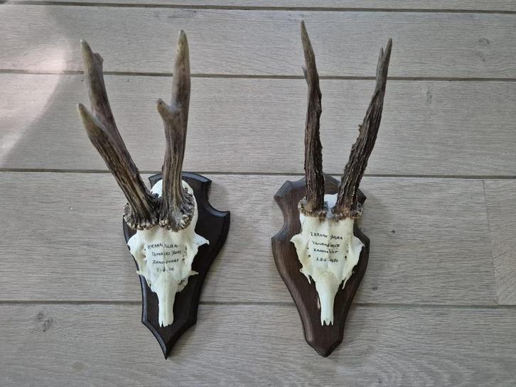 2 mooie ree geweien samen € 22 jacht mancave overkapping d31, Verzamelen, Dierenverzamelingen, Gewei of Kop, Hert, Ophalen of Verzenden