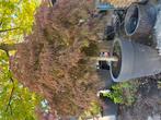 Acer palmatum crimson The queen, Tuin en Terras, Aarde en Mest, Ophalen of Verzenden
