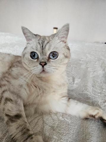 Aanhankelijke Brits Chinchila 0XY 4 jaar oud ter adoptie beschikbaar voor biedingen