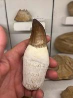 Grote gerestaureerde mosasaurus tand., Ophalen of Verzenden, Fossiel