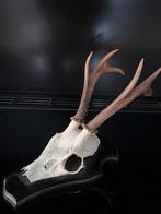 XXL gewei reebok ree hert, Ophalen of Verzenden, Nieuw, Hert, Gewei of Kop