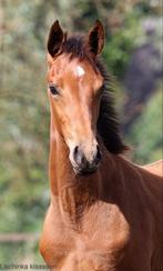 Tk prachtige merrie van Secret Usb, Dieren en Toebehoren, Paarden, Merrie, Niet van toepassing, Dressuurpaard, 0 tot 2 jaar