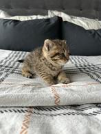 Prachtige Kitten van Britse Moeder – Nu Beschikbaar (€400), Dieren en Toebehoren, Katten en Kittens | Raskatten | Korthaar, Kater