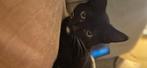 Kitten beschikbaar (V), Dieren en Toebehoren, Meerdere dieren, Ontwormd, 0 tot 2 jaar