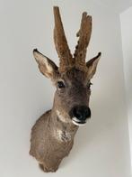 Prachtiege opgezette reebok in wintervacht herte kop kerst, Verzamelen, Dierenverzamelingen, Ophalen of Verzenden, Zo goed als nieuw