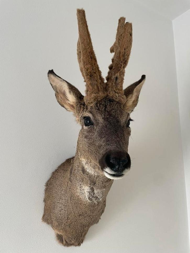 Prachtiege opgezette reebok in wintervacht herte kop kerst, Verzamelen, Dierenverzamelingen, Zo goed als nieuw, Opgezet dier, Ophalen of Verzenden