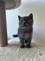 Britse korthaar kitten (poes) 100% raszuiver, Dieren en Toebehoren, Katten en Kittens | Raskatten | Korthaar, Poes, Gechipt, 0 tot 2 jaar