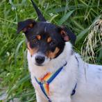 GaGa Animal Care - VESTA (kan naar NL komen), Dieren en Toebehoren, Honden | Niet-rashonden, Particulier, Rabiës (hondsdolheid)