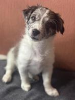 Exclusieve Maltipoo / Havanezer Puppy, Dieren en Toebehoren, Honden | Chihuahua's en Gezelschapshonden, Maltezer, Rabiës (hondsdolheid)