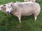 Swifter dekram, Dieren en Toebehoren, Mannelijk, Schaap