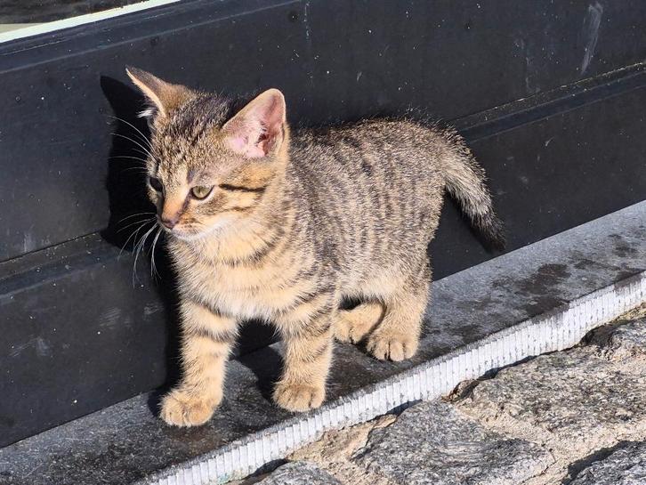 4 Kittens - ruim 13 weken oud - gesocialiseerd en zindelijk, Dieren en Toebehoren, Katten en Kittens | Overige Katten, Kortharig