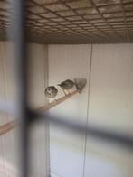 1 koppel grijs kap lijster van 2023, Dieren en Toebehoren, Vogels | Overige Vogels, Meerdere dieren, Tropenvogel