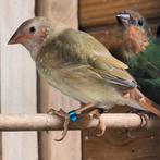 8x binsen astrilde, Dieren en Toebehoren, Vogels | Overige Vogels, Meerdere dieren, Geringd